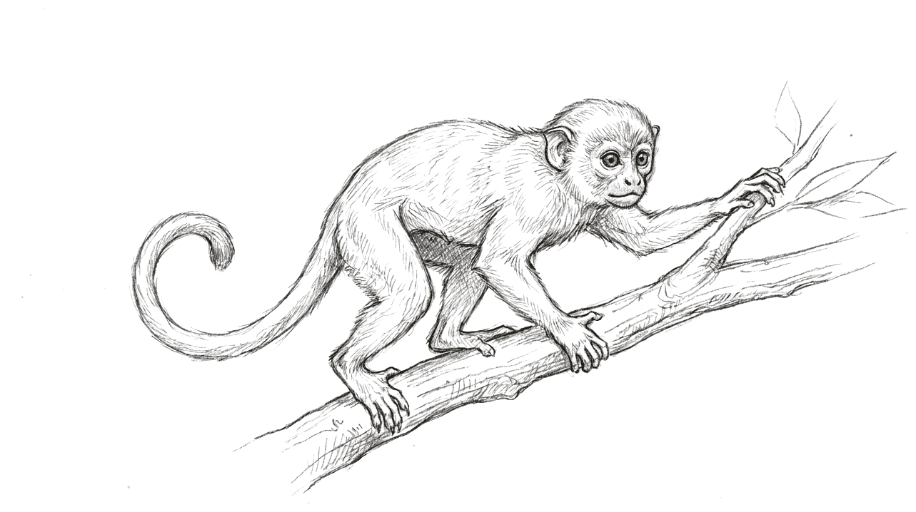 A pencil drawing of a small slender monkey-like primate crouched on a branch, one hand reaching forward to a twig, with a short-muzzled face, forward-facing eyes and a long curling tail.