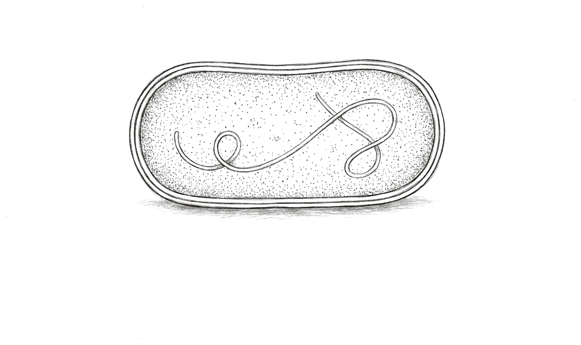 A pencil drawing of a single rod-shaped cell with rounded ends, drawn in cross-section. A double-layered wall runs around the outside, the interior is stippled fine and even, and one continuous loop of thread — a circular chromosome — lies coiled inside it. There is no other structure and no nucleus.