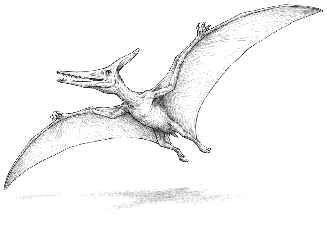 A pencil drawing of a flying reptile in the air with both wings spread wide, each wing a bare membrane stretched from the body out along one enormously elongated finger. The head carries a long toothed beak and a backward-pointing crest, and the small hind legs trail behind.