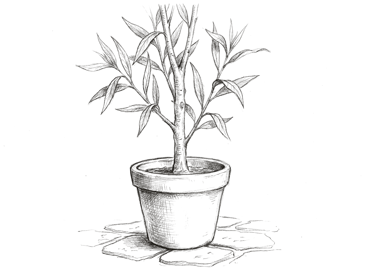A pencil drawing of a young willow sapling with long narrow leaves, growing in a plain unglazed earthenware pot standing on flagstones.